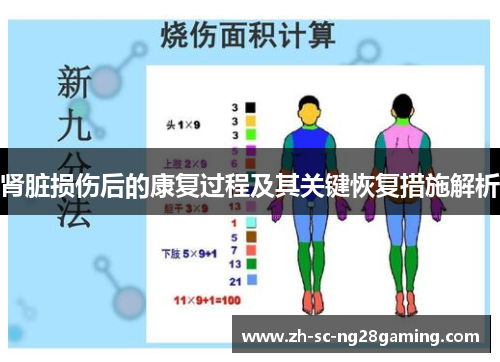 肾脏损伤后的康复过程及其关键恢复措施解析